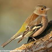 Eurasian Chaffinch