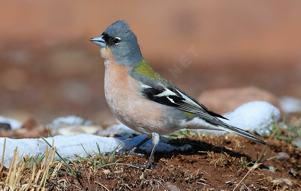 Common Chaffinch male adult breeding, identification