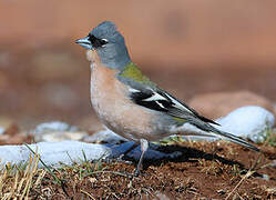 Eurasian Chaffinch