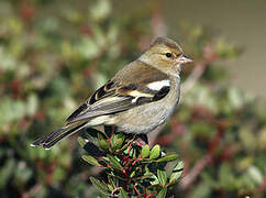 Eurasian Chaffinch