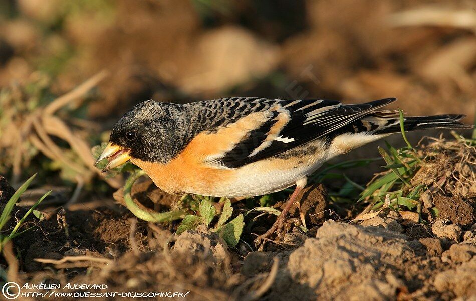 Brambling male adult breeding, identification