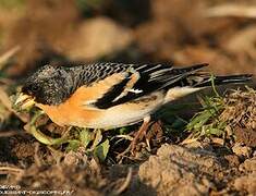 Brambling