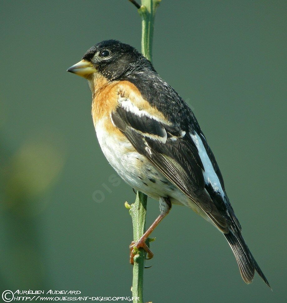 Brambling male adult breeding