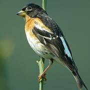 Brambling