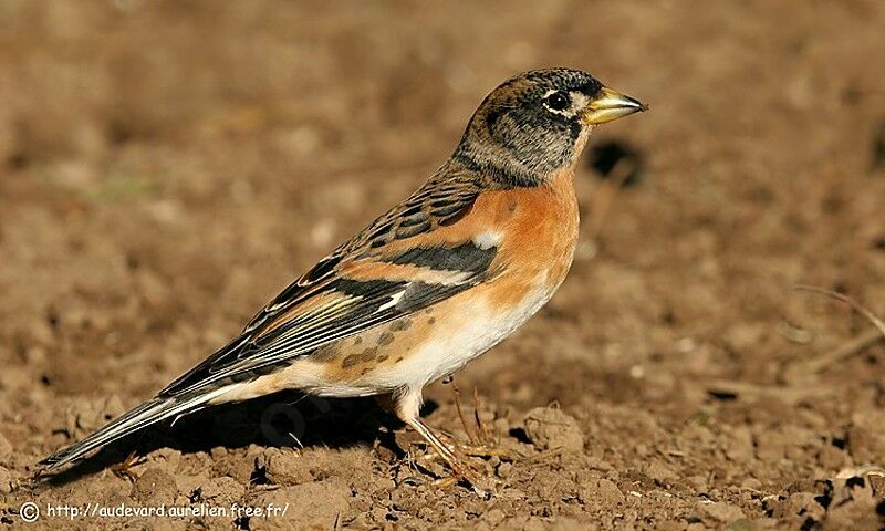 Brambling