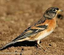 Brambling