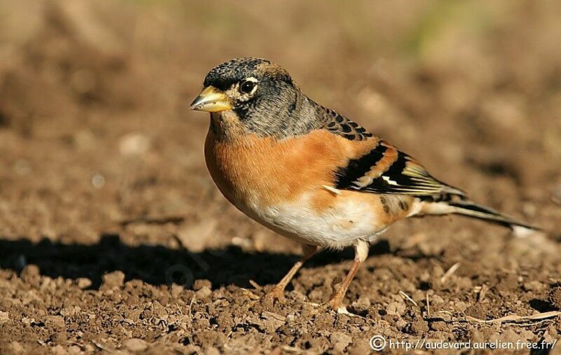 Brambling