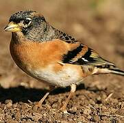 Brambling