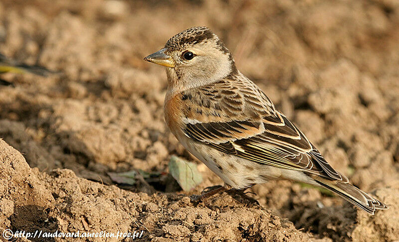 Brambling