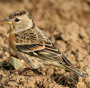 Brambling