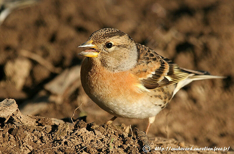 Brambling