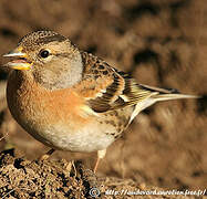 Brambling