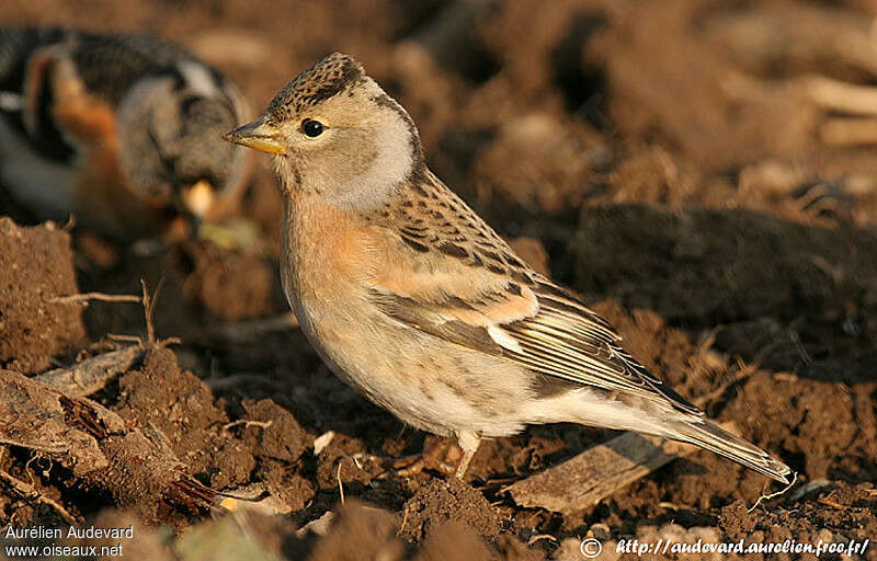 Pinson du Nord femelle 2ème année, identification