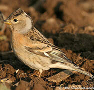 Brambling