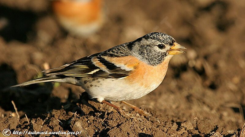 Brambling