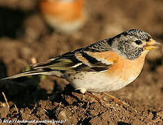 Brambling