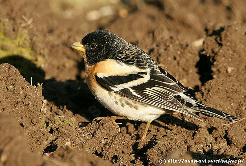 Brambling