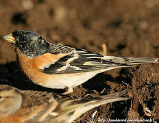 Brambling