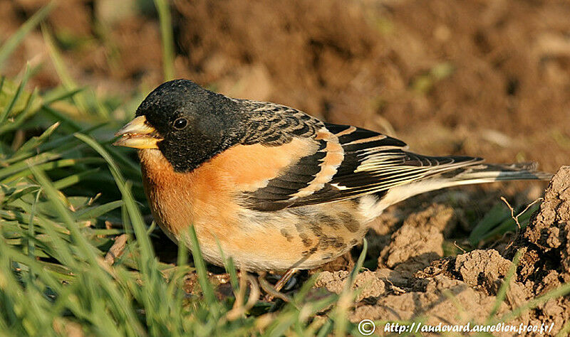 Brambling male adult