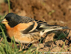 Brambling