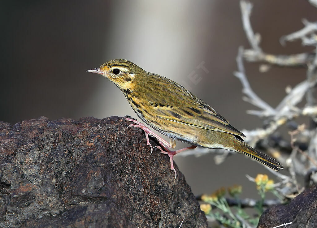 Pipit à dos olive, identification, composition