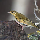 Pipit à dos olive