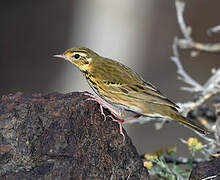 Olive-backed Pipit