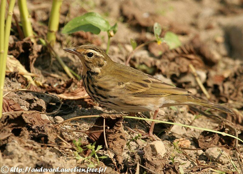 Olive-backed Pipit