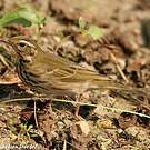 Pipit à dos olive