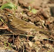 Olive-backed Pipit