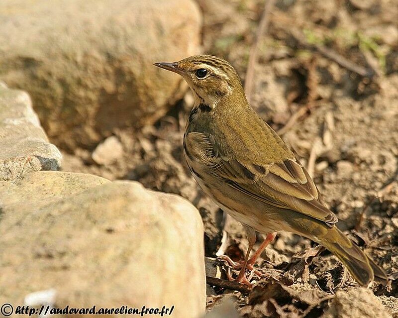 Pipit à dos olive