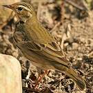 Pipit à dos olive
