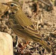 Olive-backed Pipit