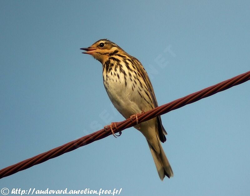 Pipit à dos olive