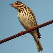 Olive-backed Pipit