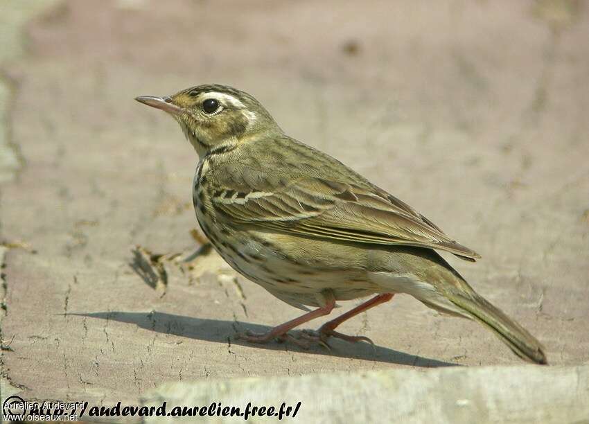 Pipit à dos olive