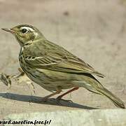 Olive-backed Pipit