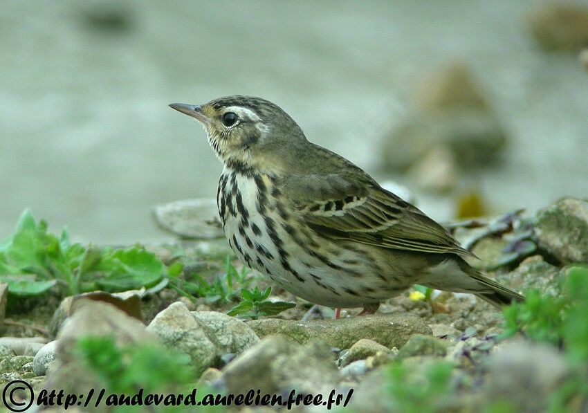 Olive-backed Pipit