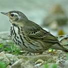 Pipit à dos olive