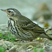 Olive-backed Pipit