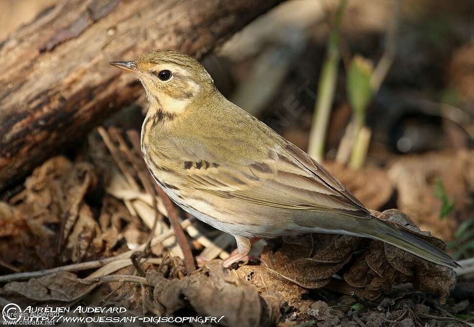 Olive-backed Pipit, identification