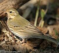 Pipit à dos olive