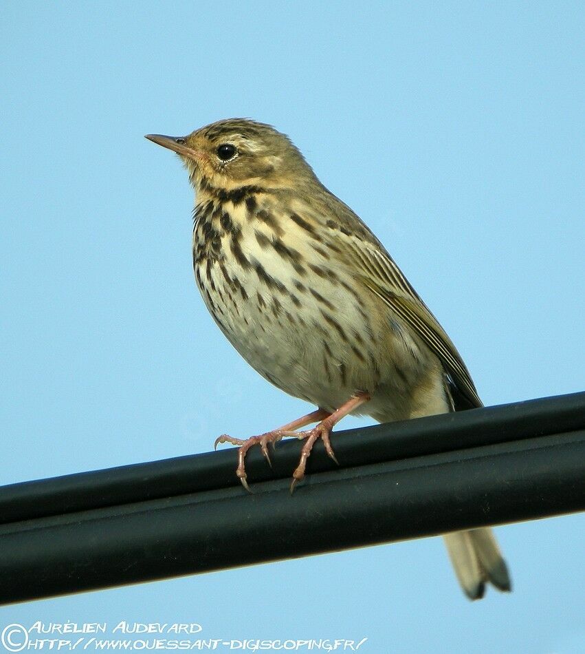 Pipit à dos olive, identification