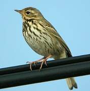 Olive-backed Pipit