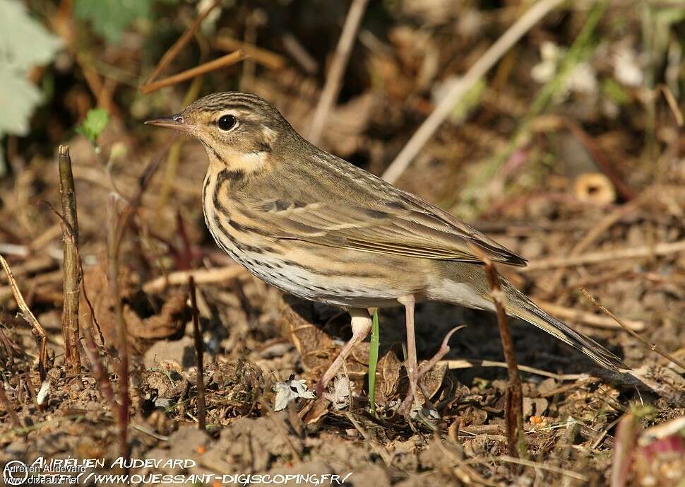 Pipit à dos oliveadulte, identification