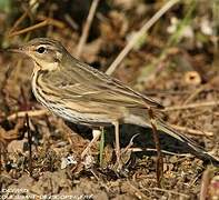 Olive-backed Pipit