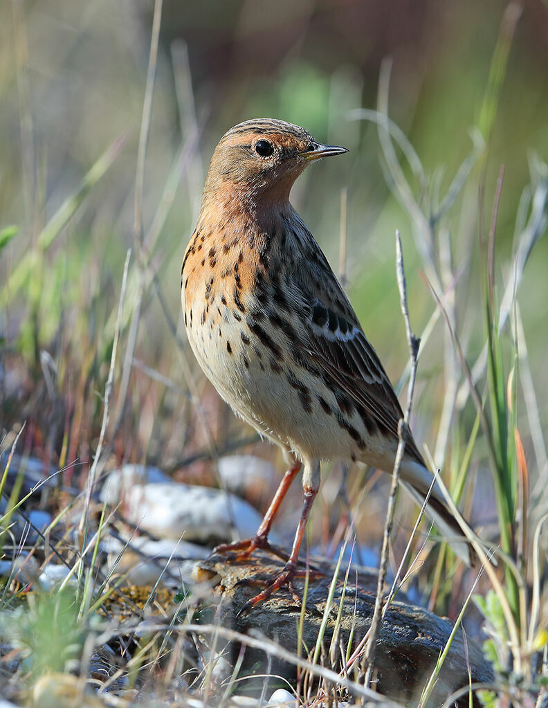 Pipit à gorge rousseadulte nuptial, identification