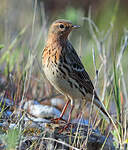 Pipit à gorge rousse