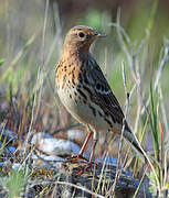 Red-throated Pipit