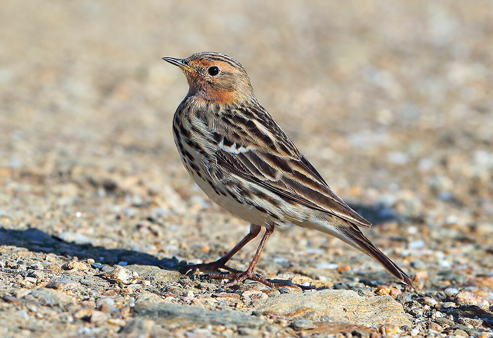 Pipit à gorge rousse, identification